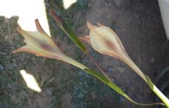 Gladiolus longicollis longicollis