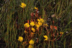 Disa tenuifolia