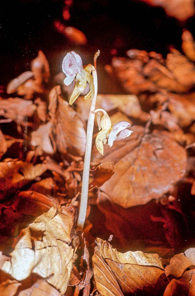 Epipogium aphyllum