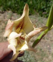 Gladiolus longicollis longicollis