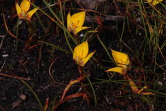 Disa tenuifolia