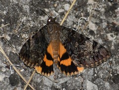 Catocala desdemona