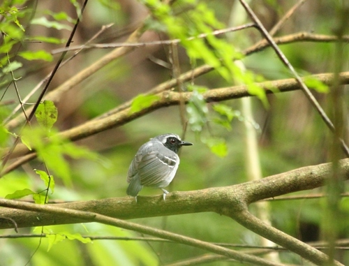 Black-faced Antbird