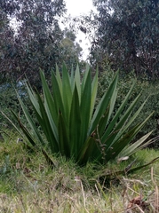 Furcraea andina