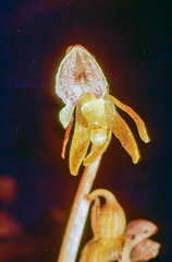 Epipogium aphyllum