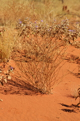 Hibiscus brachychlaenus
