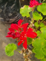 Pelargonium