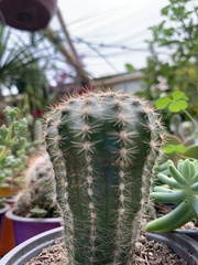 Cactoideae