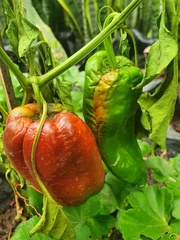 Capsicum
