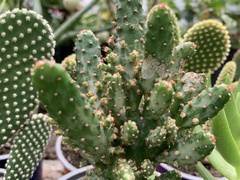Opuntia