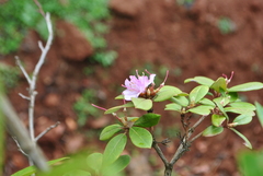 Rhododendron yunnanense