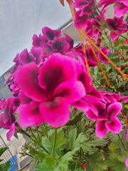 Pelargonium