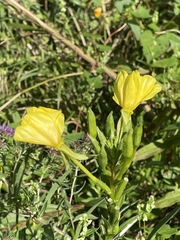 Oenothera indecora