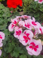 Pelargonium