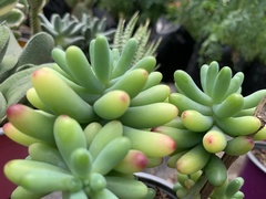 Sedum