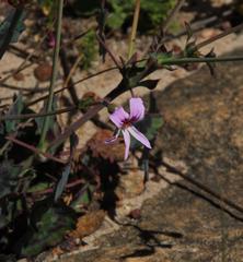 Pelargonium tabulare