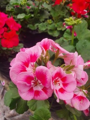 Pelargonium