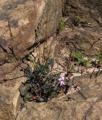 Pelargonium tabulare