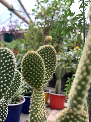 Opuntia