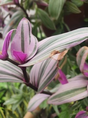 Tradescantia