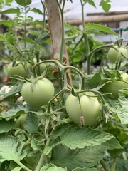 Solanum
