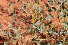 Crotalaria eremaea