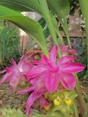 Curcuma aromatica