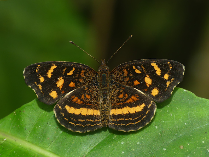 Orange-patched Crescent