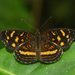 Mariposa Lunita de Parche Naranja - Photo (c) David Geale, algunos derechos reservados (CC BY-NC), subido por David Geale