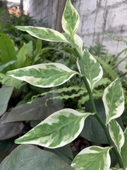 Euphorbia