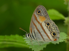 Cissia labe