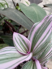 Tradescantia