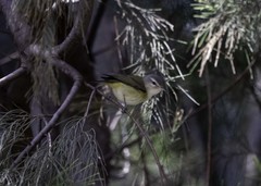 Vireo gilvus