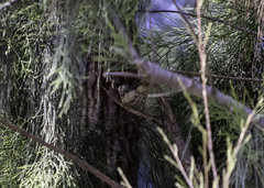 Leiothlypis luciae