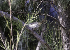 Leiothlypis luciae