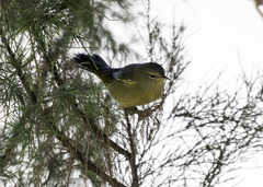 Leiothlypis celata