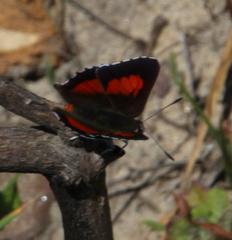 Capys alphaeus alphaeus