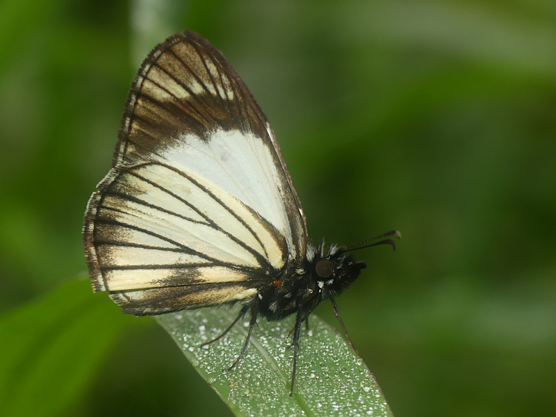 Heliopetes chimbo
