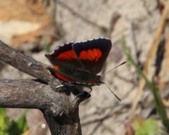 Capys alphaeus alphaeus