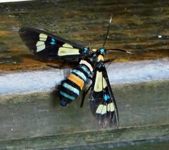 Euchromia folletii