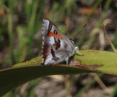 Capys alphaeus alphaeus