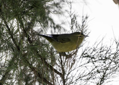 Leiothlypis celata