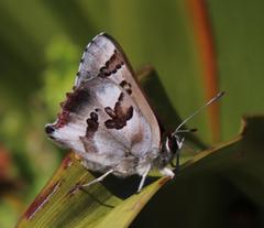 Capys alphaeus alphaeus