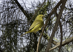 Leiothlypis celata