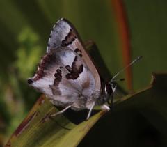 Capys alphaeus alphaeus