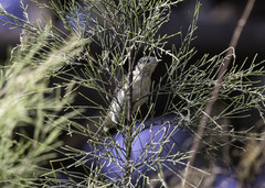 Leiothlypis luciae