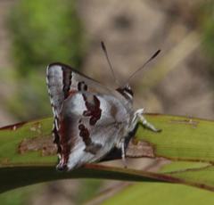 Capys alphaeus alphaeus