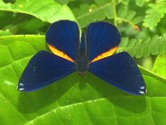 Metacharis xanthocraspedum