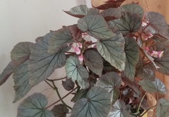 Begonia