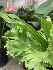 Eryngium foetidum